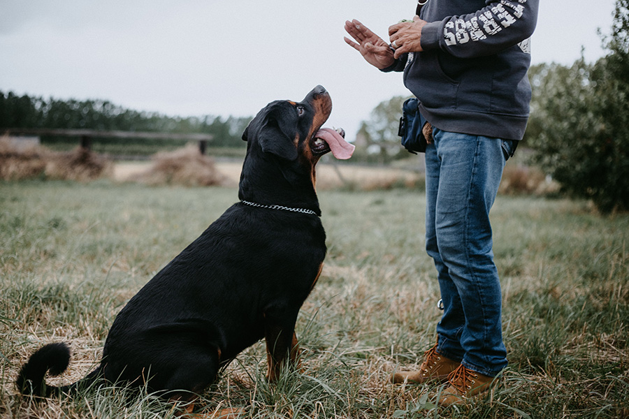 Certificados para licencias de Animales peligrosos Aranda de Duero